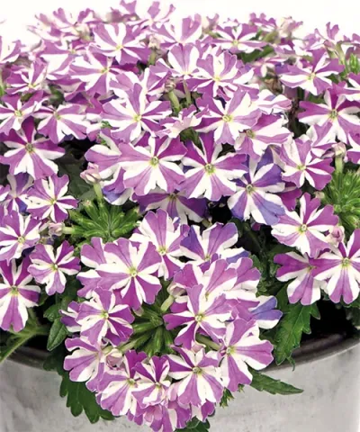 Verbene 'Drums® Purple Umbrella'