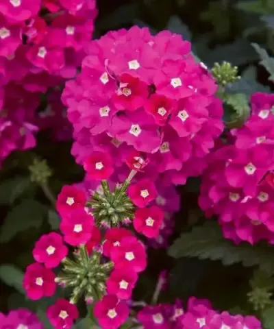 Verbéna 'Hot Pink' Verbéna 'Hot Pink'