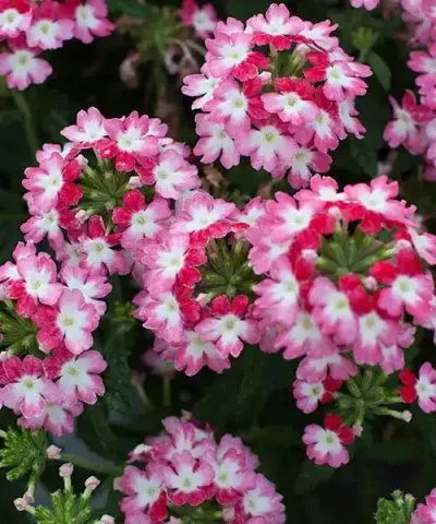 Verbéna ´Hurricane Red´