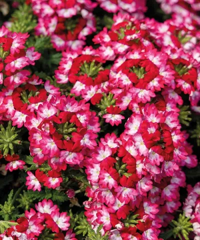 Verbena 'Drums® Red Shades'