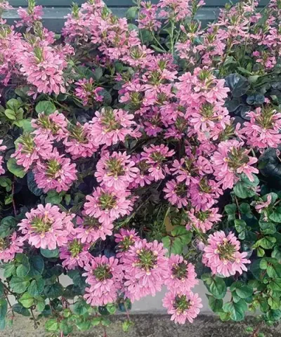 Floarea evantai  'Pink Charm®'