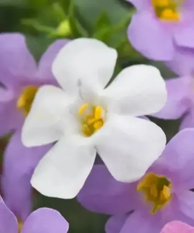 Bacopa fehér