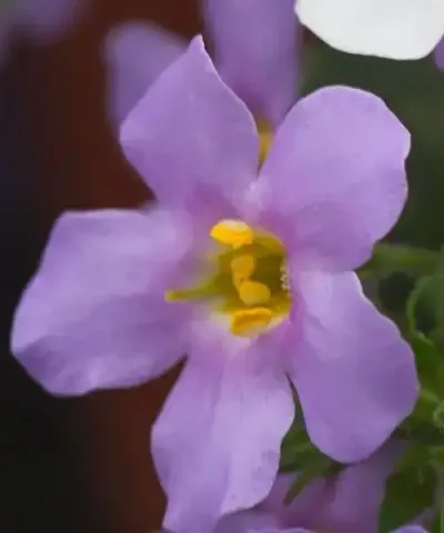 Bacopa modrá