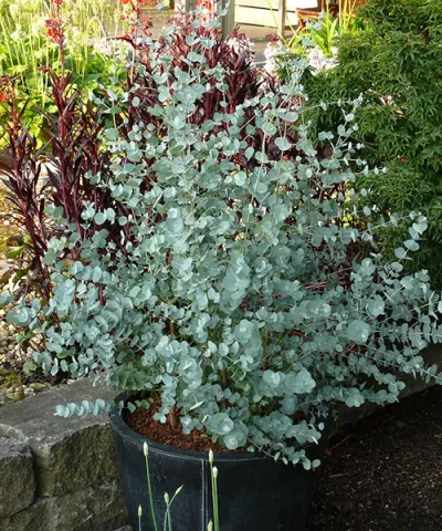 Eucalypt 'Silver Dollar'