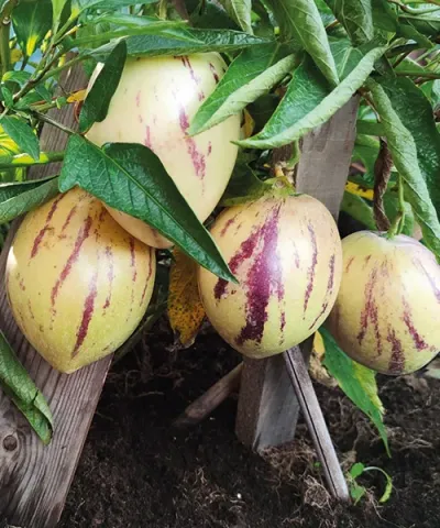 Pepino Gold - Visící melouny