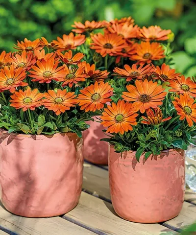 Viharvirág Senorita® 'Alexia'