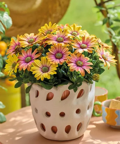 Viharvirág Senorita® 'Bonita'