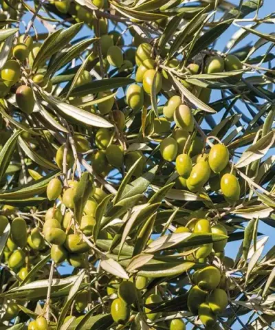 Olivovník európsky