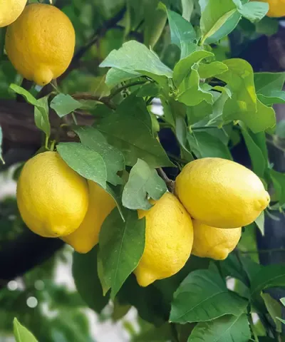 Pravý citrónovník
