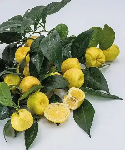 Édes római Limette
