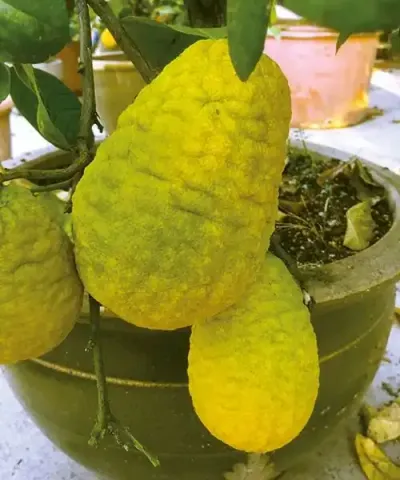 Obrovský citrónovník Cedrát