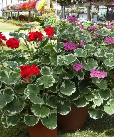 Színeslombú muskátli kollekció