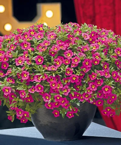 Clopotei magici 'Bumble Bee™ Hot Pink'