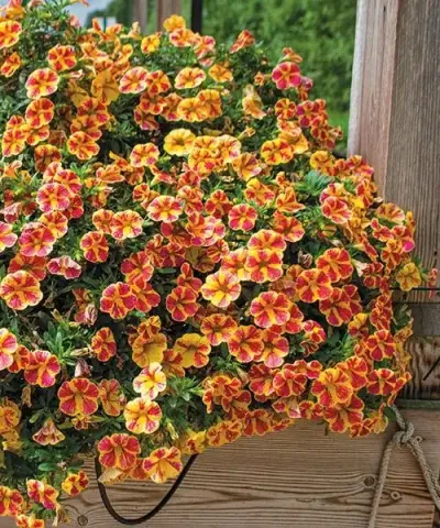 Minipetúnie Multicolor 'Candy Bouquet®'
