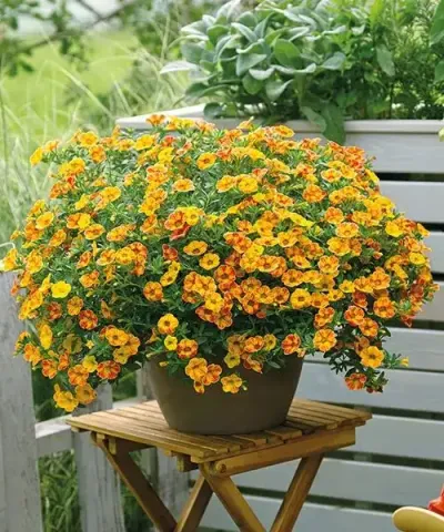 Virágharangocska Multicolor Diva Orange