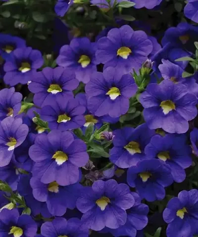 Virágharangocska &#039;Royal Blue&#039; kék