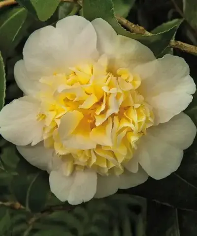 Kamélia 'Brushfield Yellow'