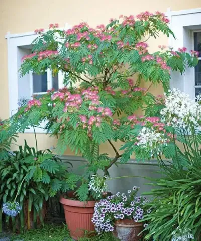 Arborele de mătase 'Ombrella'