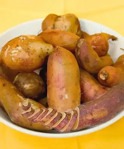 Yacon