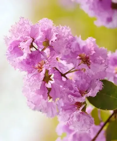 Indián orgona 'Camaieu d'ete'