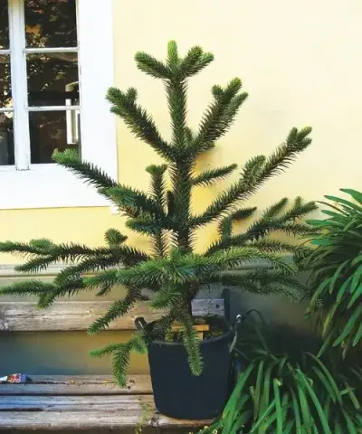 Chilei araucaria