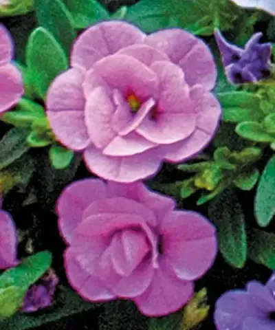 Teltvirágú virágharangocska rózsaszín
