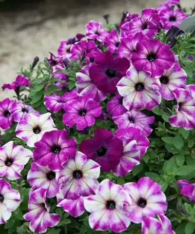 Kaméleon petúnia 'Pink Sugar'
