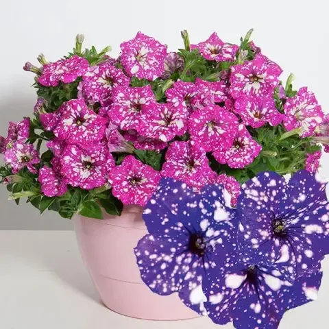Skyline petúnia 'Baby Doll' 3 + 'Night Sky' 3