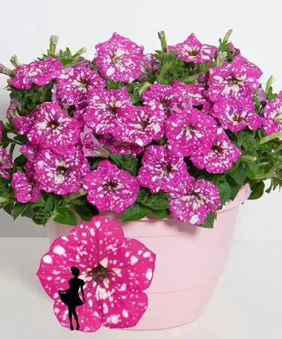Skyline petúnia 'Baby Doll'