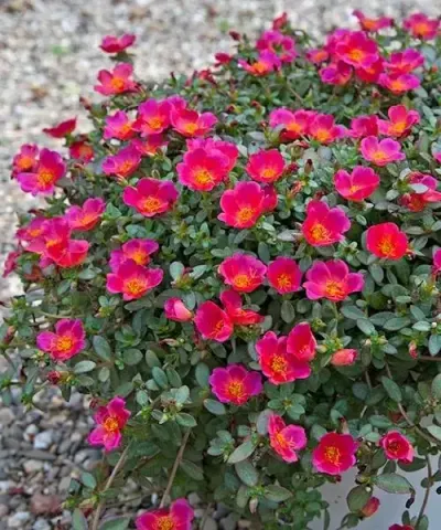 Portulaca ´Experimental Purple´