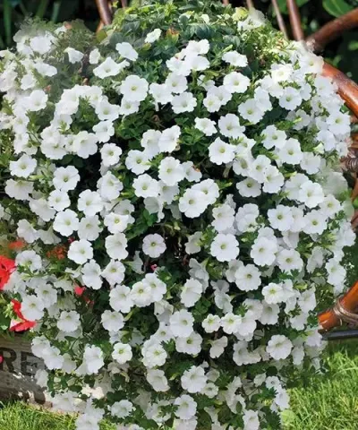 Petunia zwisająca biała