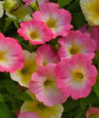 Převislá petúnie 'Pink Morn'