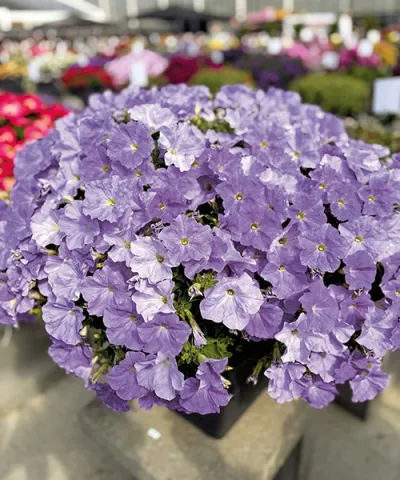 Petúnia Bingo 'Sky Blue'