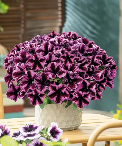 Petúnie ’GO!Tunia® Cosmic Pink' Petúnie ’GO!Tunia® Cosmic Pink'