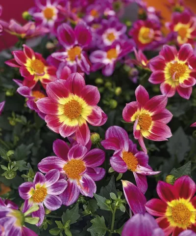 Jiřina 'Summer Bees Purple Bicolor'