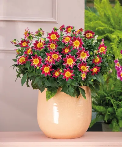 Georgína 'Summer Bees Red Bicolor'