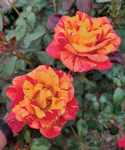 Růže 'Valentina Freska'® Růže 'Valentina Freska'®