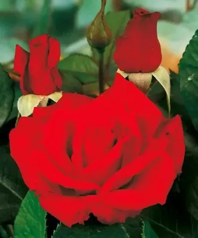 'Erika Pluhar' tearózsa
