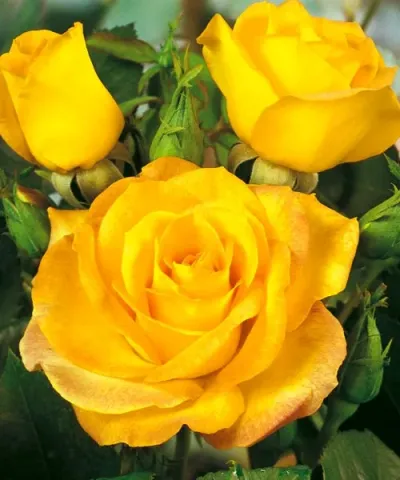 Róża wielkokwiatowa &#039;Golden Medal®&#039;