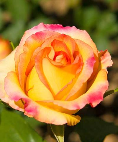 Róża wielkokwiatowa &#039;Gloria Dei®&#039;