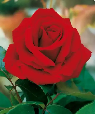 Růže &#039;Ingrid Bergman®&#039; - voňavá