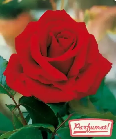 Trandafir &#039;Ingrid Bergman®&#039;