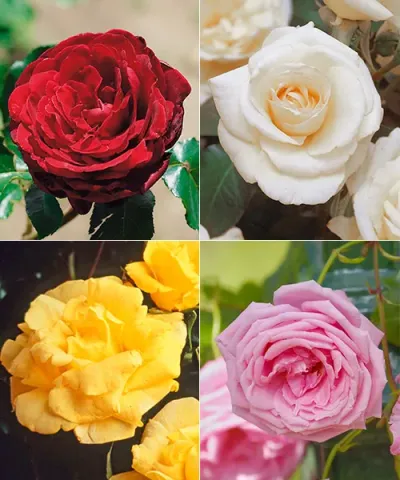 Kolekcia popínavých ruží