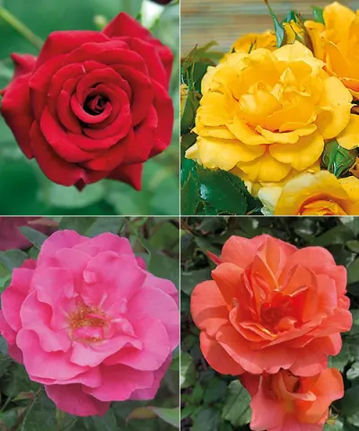 Colectie de trandafiri tufă
