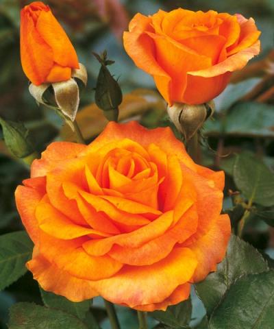 Róża wielkokwiatowa &#039;Remy Martin®&#039;