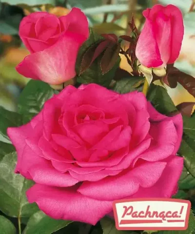 Róża wielkokwiatowa 'Luzia Nistler®'