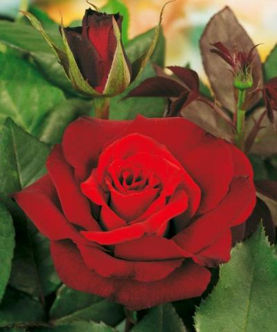 Róża wielkokwiatowa ´Barkarole®´