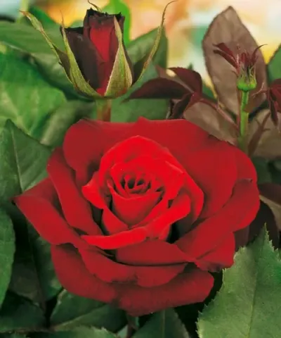 Róża wielkokwiatowa ´Barkarole®´