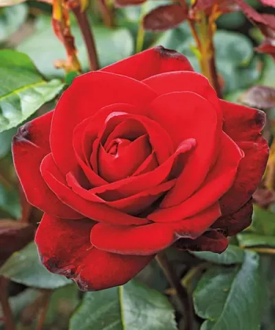 Róża wielkokwiatowa 'Mercie Cherie®'