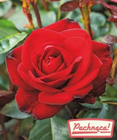 Róża wielkokwiatowa &#039;Mercie Cherie®&#039;